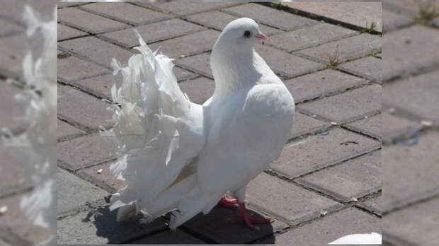 «Мы были друзьями»: голубь Шугар из США прожил 43 года и установил мировой рекорд
