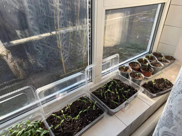 Хватит мучить рассаду: всего лишь одно опрыскивание за 5 минут — и она дубом стоит