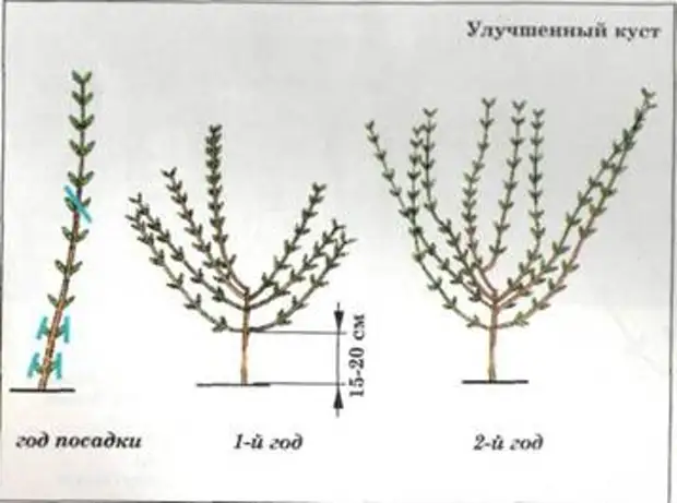 Формирование куста сирени