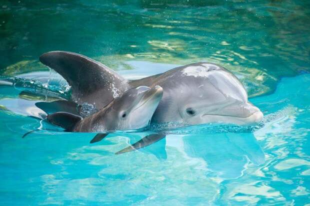 Захватывающие факты о дельфинах, которые вы не явно не знали.