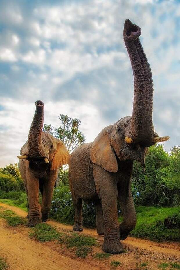 Слон — очень аккуратный зверь, ты слухам про него не верь интересное, слоны, факты