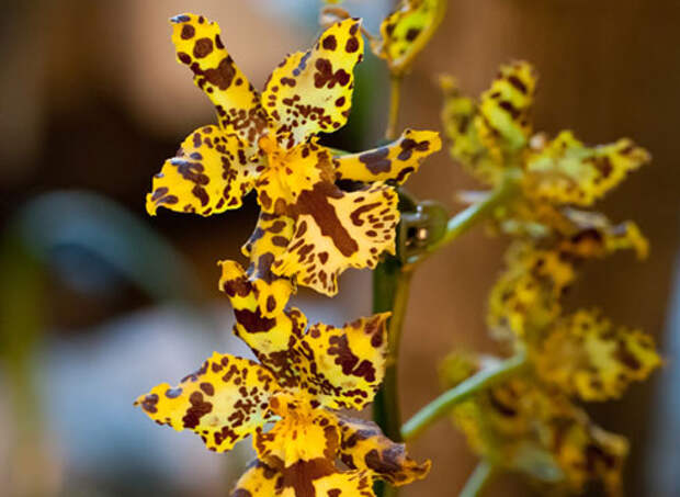 Орхидея гибридная