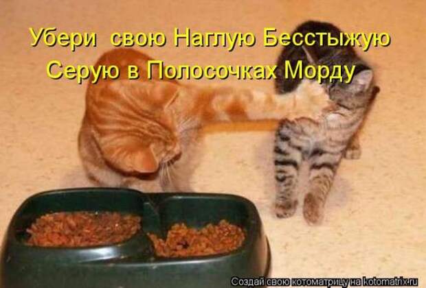 Котоматрицы(картинки с надписями)