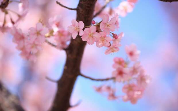 Cherry Blossom