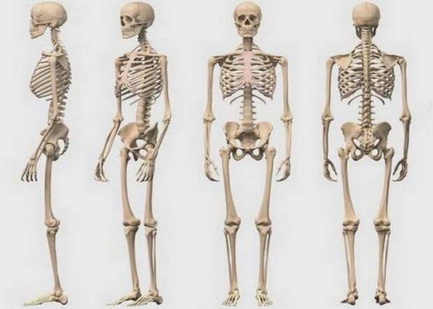 Торговля человеческими костями и скелетами в XIX веке