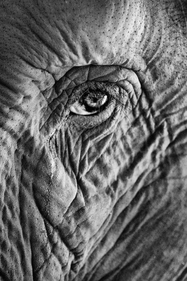 Аристотель писал: «Слон – животное, которое превосходит всех других в остроумии и интеллекте».  интересное, слоны, факты
