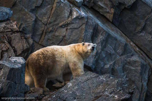 Медвежий угол в Арктике