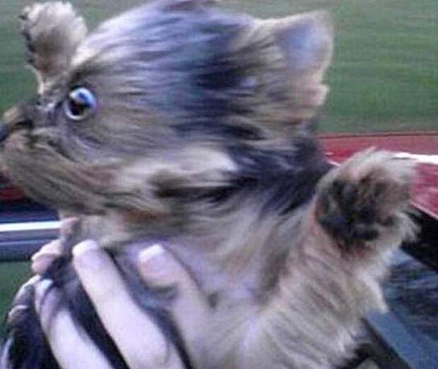 Daily Cool Pictures Gallery: Funny Dog Faces at 50 MPH