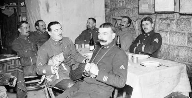 Боевые коты и кошки война, история, котики