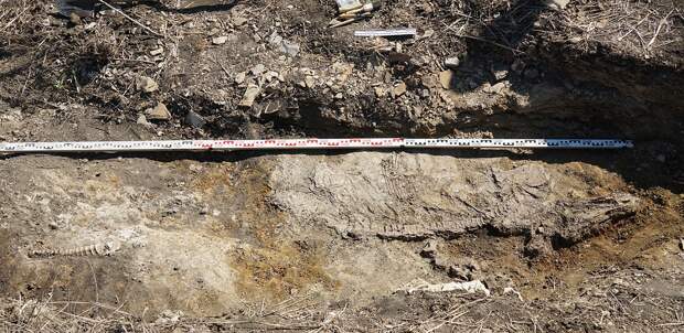 В Самарской области нашли сохранившиеся кости ихтиозавра