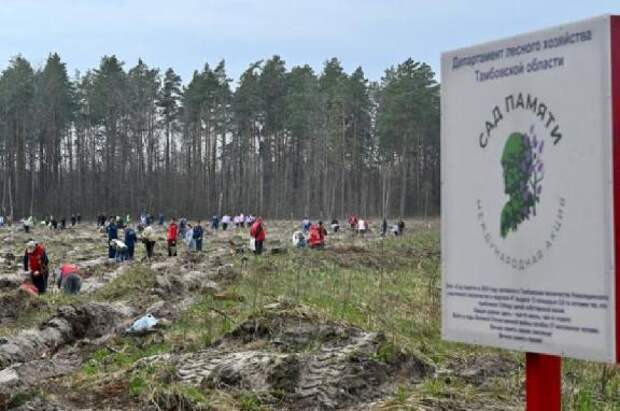 В Тамбовской области высадят более 190 тысяч деревьев в рамках акции "Сад памяти"