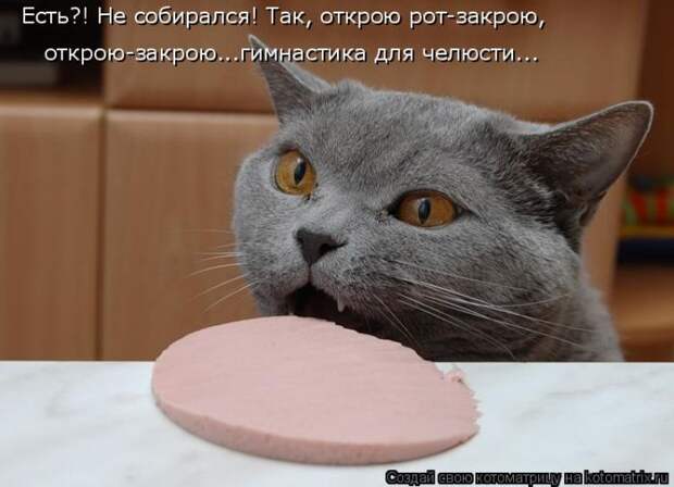 Лучшие котоматрицы недели (50 фото)