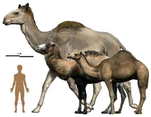14. Сирийский верблюд гигант, животные, планета