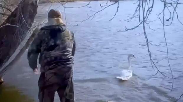 На Урале выпустили на волю лебедей, которые перезимовали вместе с людьми