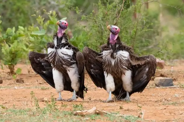 Самый позитивный конкурс по съемке животных Comedy Wildlife Photo Awards объявил победителей и финалистов 2022 года