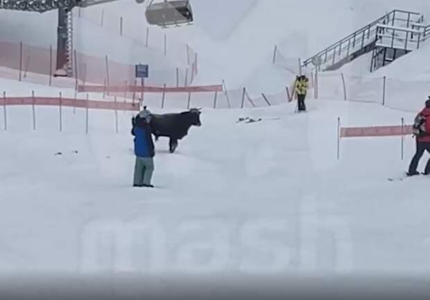 На курорте «Роза Хутор» бык боднул сноубордистов: неожиданного гостя ловят спасатели