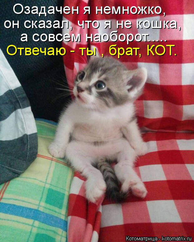 Котоматрица недели (22 фото)