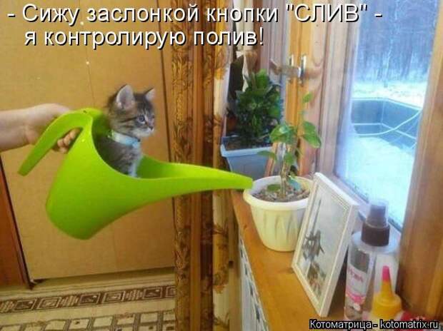 Лучшие котоматрицы недели (50 фото)