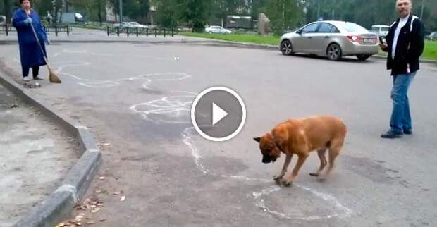 Собака рисует на асфальте