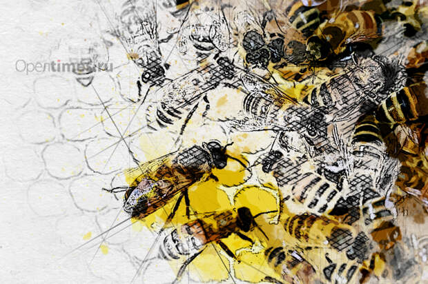 Орловские пчеловоды судятся с ООО «Дано» из-за массовой гибели пчёл