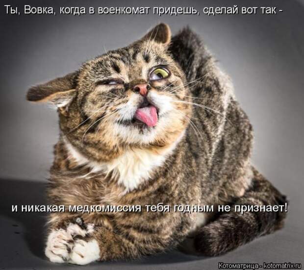 Лучшие котоматрицы недели (50 фото)