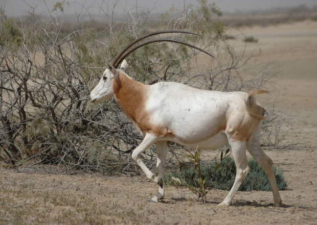 Описание саблерогой антилопы