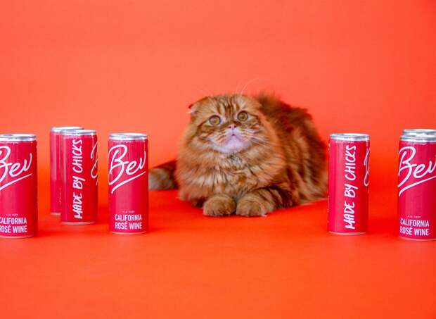 An orange cat sitting in between red cans of Bev against an orange background
