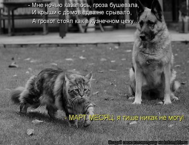 Котоматрица: - Мне ночью казалось, гроза бушевала, И крыши с домов едва не срывало, А грохот стоял как в кузнечном цеху… - МАРТ МЕСЯЦ: я тише никак не могу!