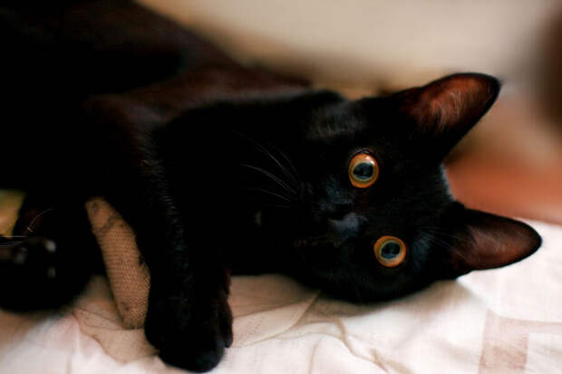 В Японии разработали препарат для лечения хронической болезни почек у кошек