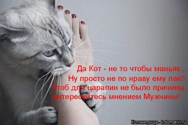 kotomatritsa_Fd (700x469, 211Kb)