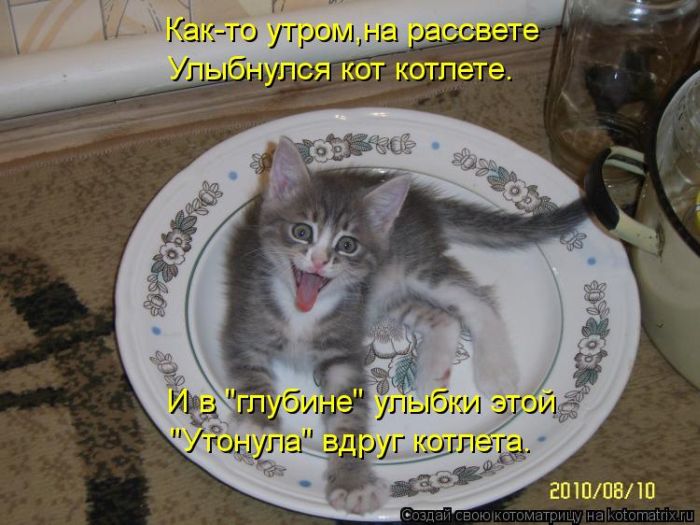Лучшие котоматрицы недели (50 фото) Лучшие котоматрицы недели (50 фото)