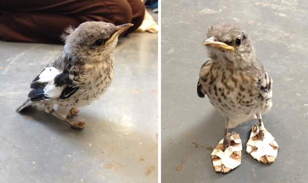 Больной птичке сделали мини-снегоступы, чтобы исправить дефект лапок доброта, животные, птицы