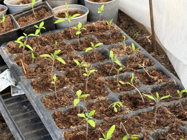 Рассада вытянулась и падает? Агроном рассказал, как запросто за 2 недели сделать из «спичек» мощные кусты