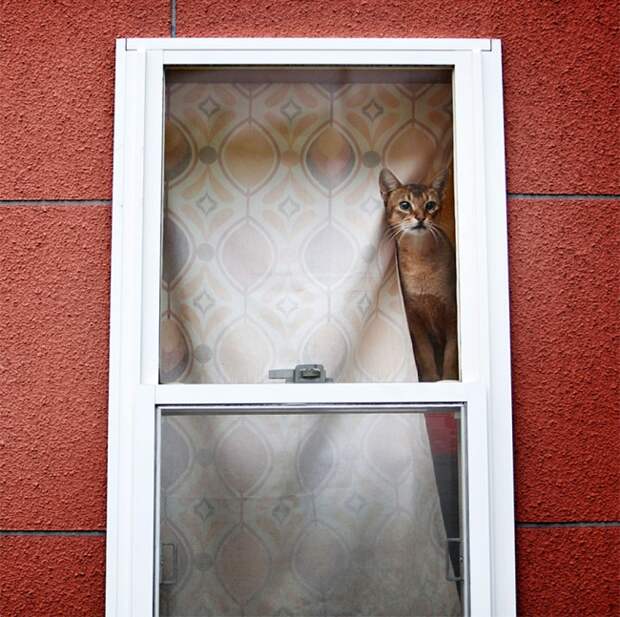 7240160-R3L8T8D-650-cat-waiting-window-5