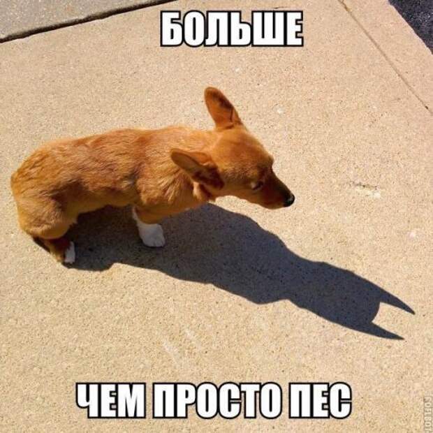 Новые прикольные фотомемы (24 шт)