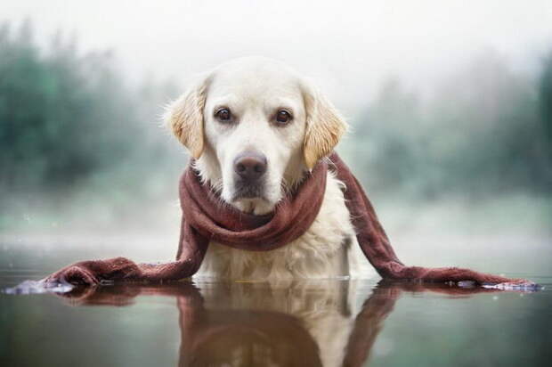 Осенние собаки в фотографиях Gabi Stickler