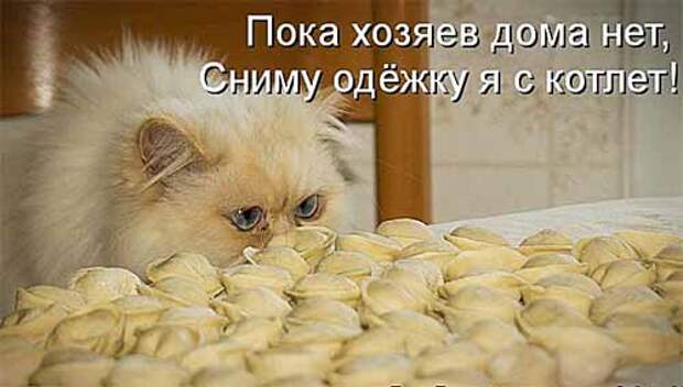 Кулинарные котоматрицы