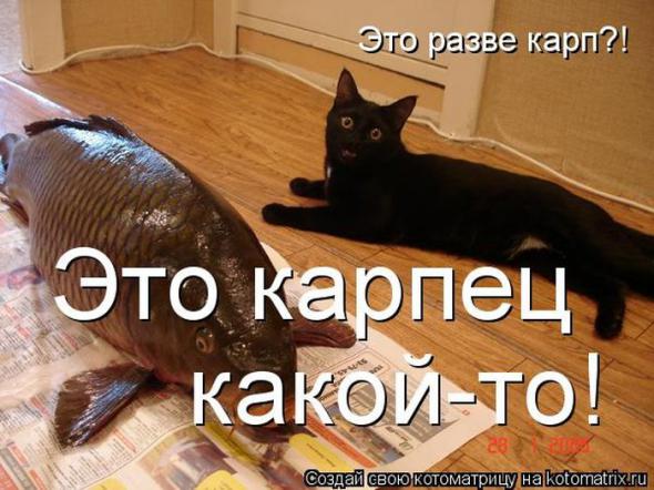 Котоматрицы(картинки с подписями)