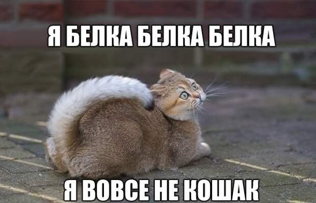 Смешные фото приколы и мемы с котами и кошками Смешные фото приколы и мемы с котами и кошками животные, коты, прикол, юмор