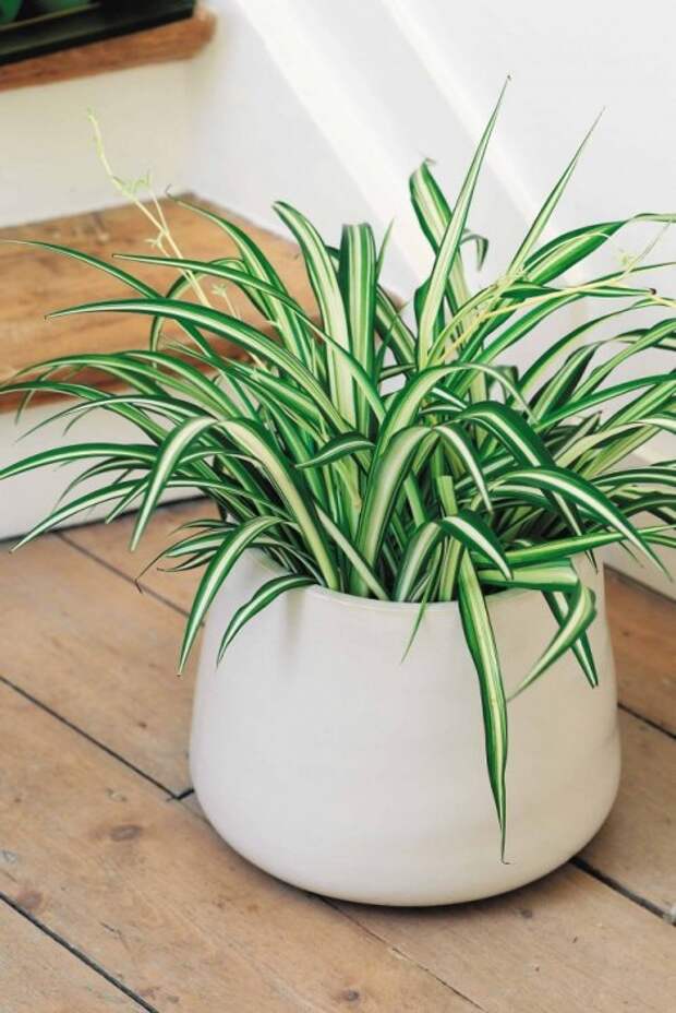 Идеальные растения для каждой комнаты, которые очистят воздух в вашей квартире (10 фото)