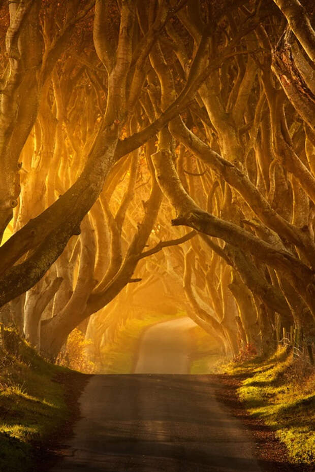 Mysterious trees in Ireland - 2