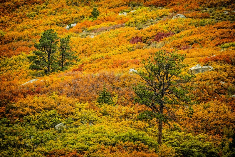 Краски осени Краски осени