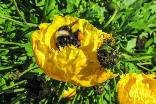 Пыльцевые корзиночки пчелы