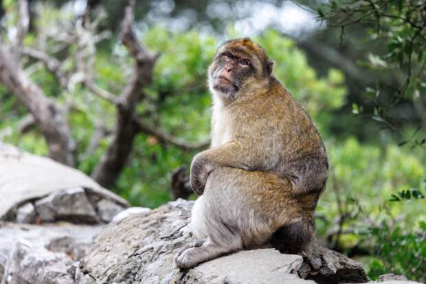 В Гибралтаре макаки начали есть землю, чтобы защитить желудок от фастфуда