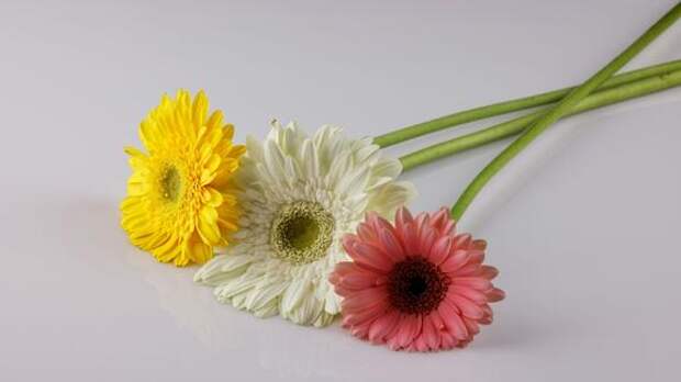 АБН24: главный дизайн-тренд 2026 года - эстетика расцвета