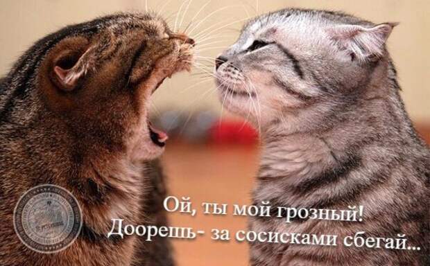 Ой, ты мой грозный! Доорешь - за сосисками сбегай...