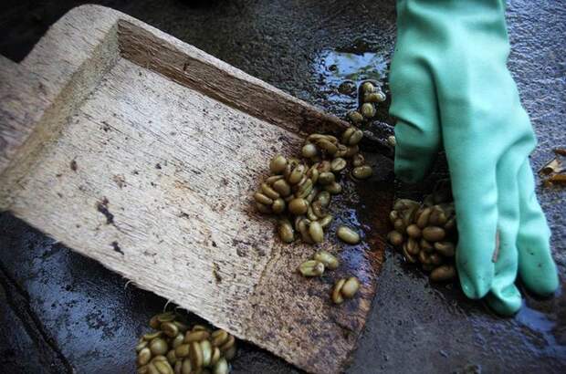 Как делают Kopi Luwak