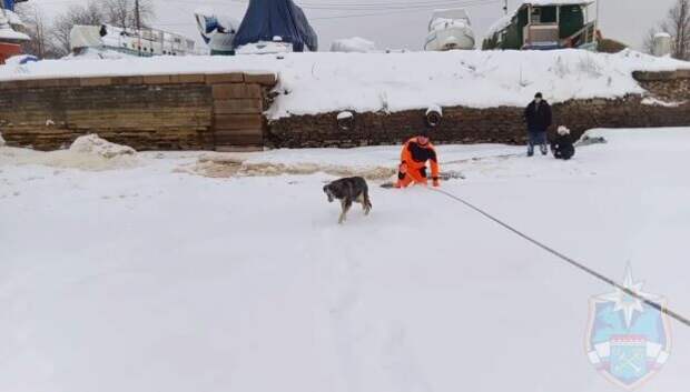 В Новой Ладоге спасатели спасли провалившуюся под лед собаку