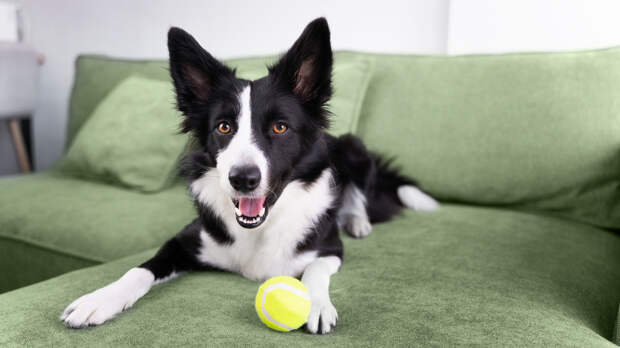 На сколько часов можно оставлять собаку одну дома