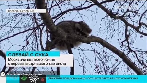 За что любить и ненавидеть енотиков За что любить и ненавидеть енотиков